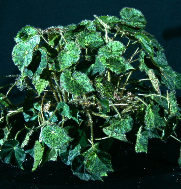 B. ‘Norah Bedson’